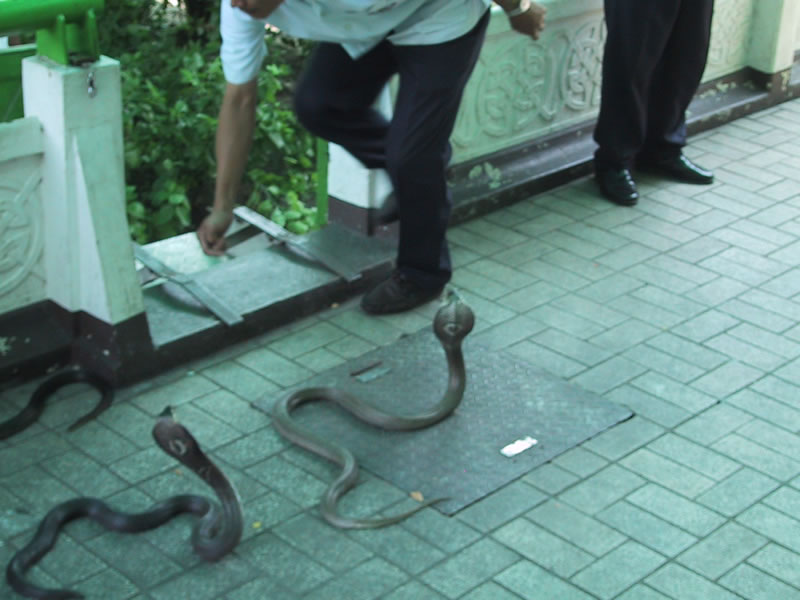 deadly snakes attitude