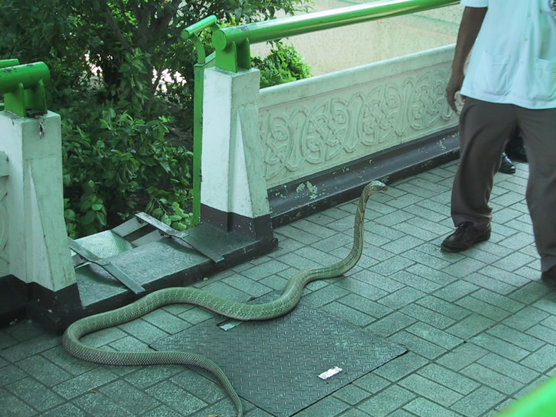 King cobra at the Snake Farm in Bangkok. I think king cobras are actually 