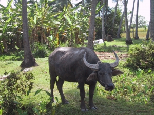 Cambodian Water Buffalo