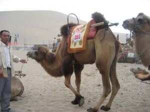 Dunhuang Camel Kneeling