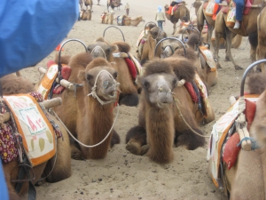 Dunhuang Parked Camels Have Pierced Noses