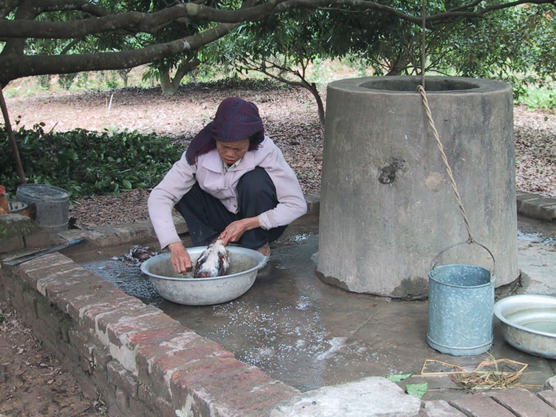 Hanoi Woman Plucking Chicken For Lunch