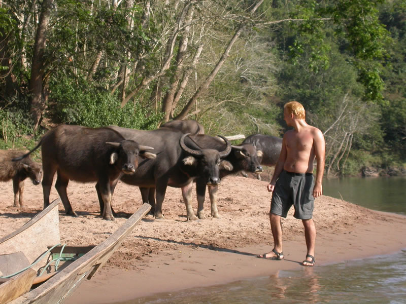 Close Encounter with Water Buffalo