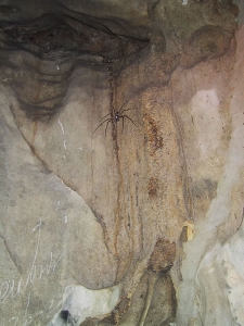 Huge Spider Inside Marble Mountains