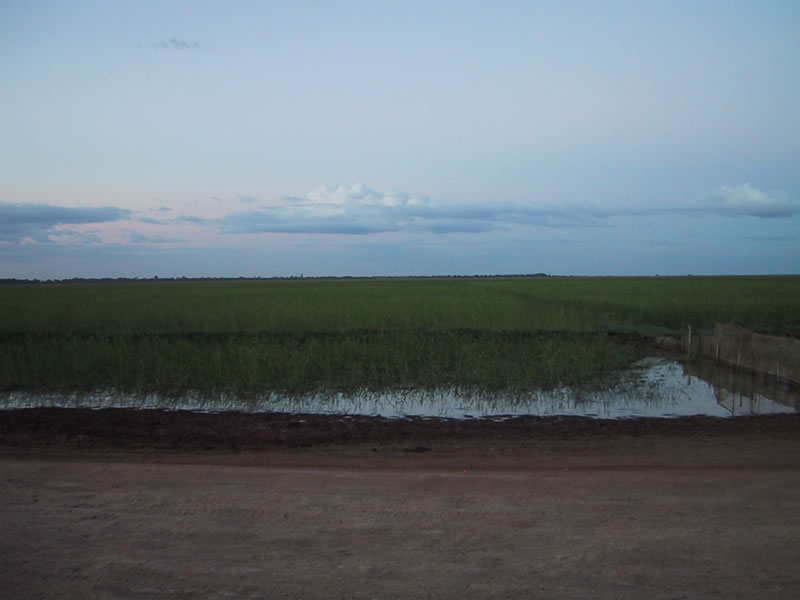Cambodian Rice Fields