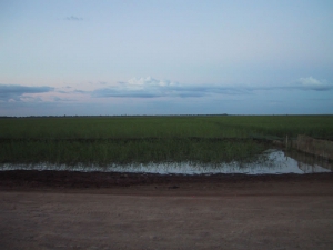 Cambodian Rice Fields
