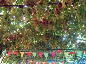 Karez Grapes in Turpan Area