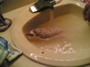 Rinsing Hedgehog