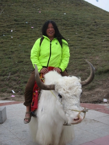 Tien on a Xining White Yak
